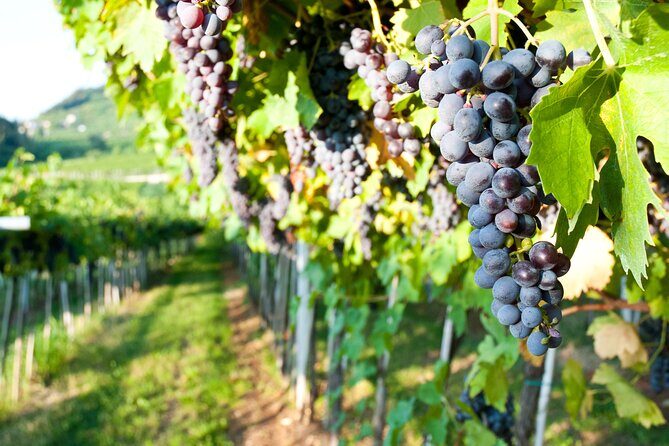 Brunello di Montalcino Wine Experience from Siena - Language and Escort Reality: Plan for Flexibility