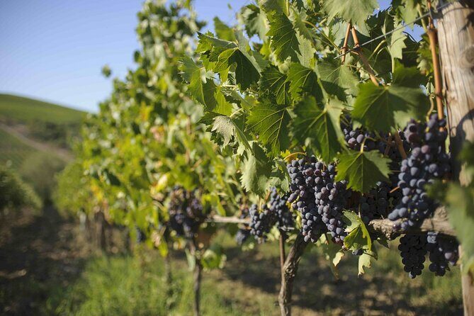 Chianti Classico wine Tour and Tasting - Cellar walkthrough: behind the scenes, not just a tasting room