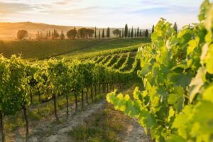 Montalcino: Brunello Wine Tasting Experience - The tasting flight: Brunello, Rosso, and IGT Sangiovese