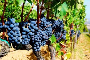 Pienza, Montalcino, Brunello Wine and Pecorino Cheese PRIVATE TOUR from FLORENCE - Capanna di Cencioni: The Brunello Tasting Part That Makes the Day Click