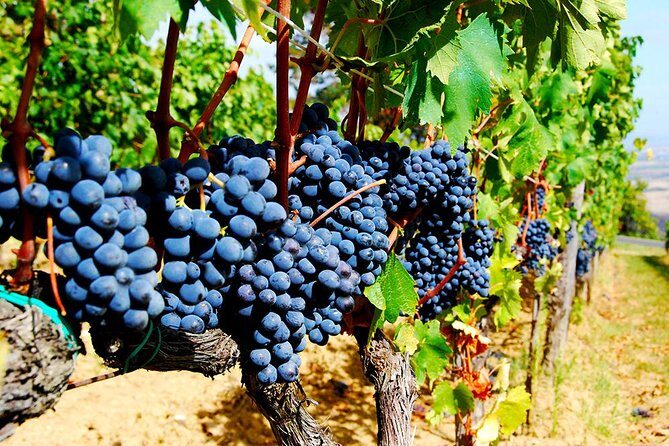 Pienza, Val d'Orcia, Montalcino wine and Pecorino cheese PRIVATE TOUR from SIENA - Pienza in 30 Minutes: The Pope Pius II Stop for Fast Sightseeing