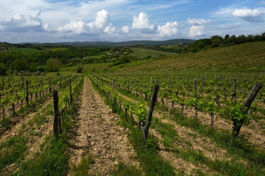 Siena: Organic Winery Tour and Wine Tasting - Tasting room method: learning the “organoleptic nuances”