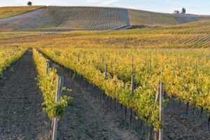 Wine Tuk Tour Siena - What the countryside drive is really about (and what you’ll miss without it)